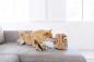 Preview: Outward Hound Hide A Squirrel - Gr. L - 3 Squirrel Preview: Outward Hound Hide A Squirrel - Gr. L - 3 Squirrel